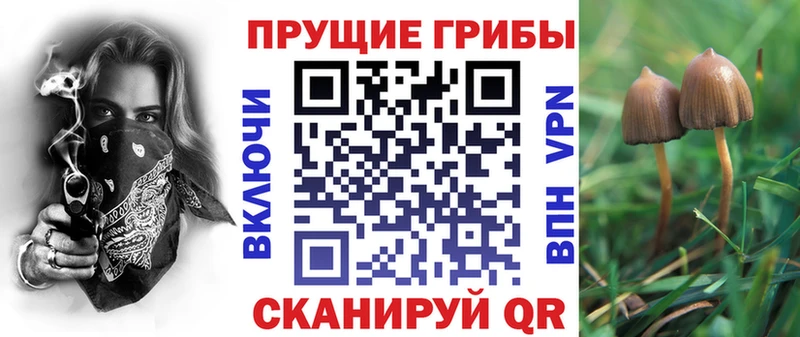 Псилоцибиновые грибы Cubensis  Павловск 